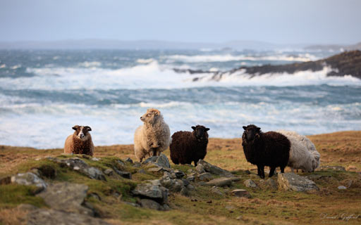 Windswept Shetland Sheep