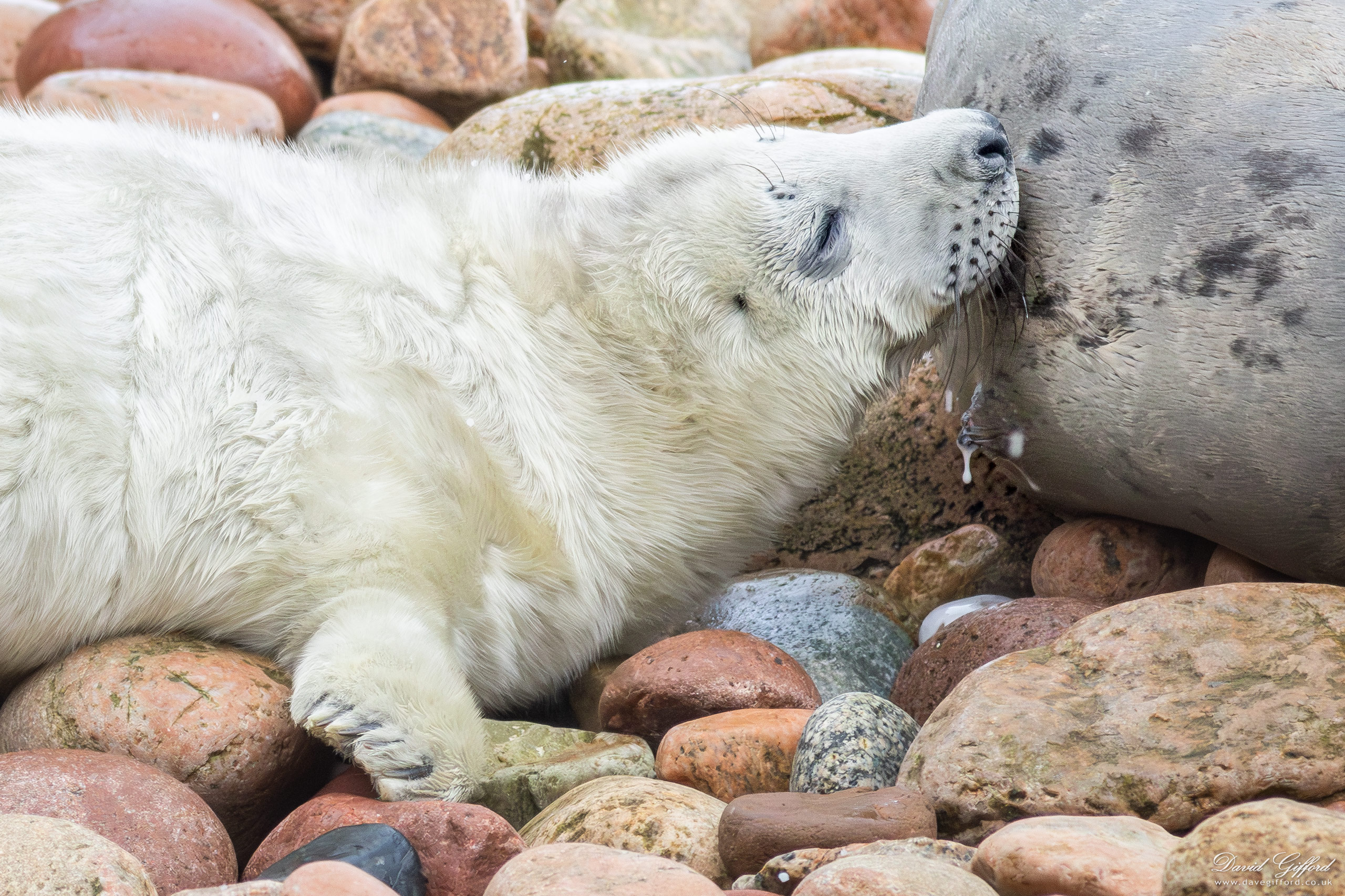 Photo: Baby Grey Seal