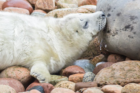 Baby Grey Seal