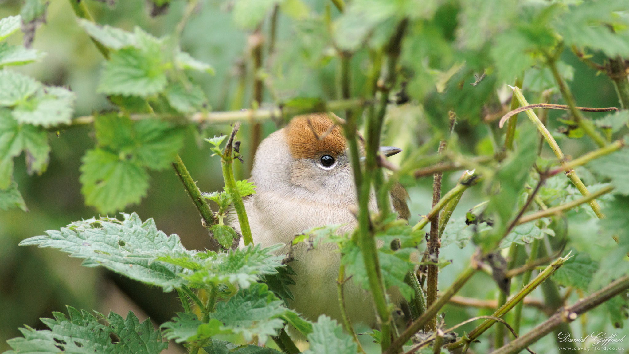 Photo: Blackcap