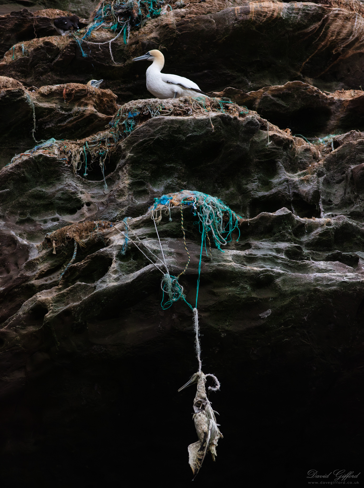 Photo: Hanged Gannet