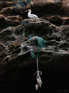 Hanged Gannet