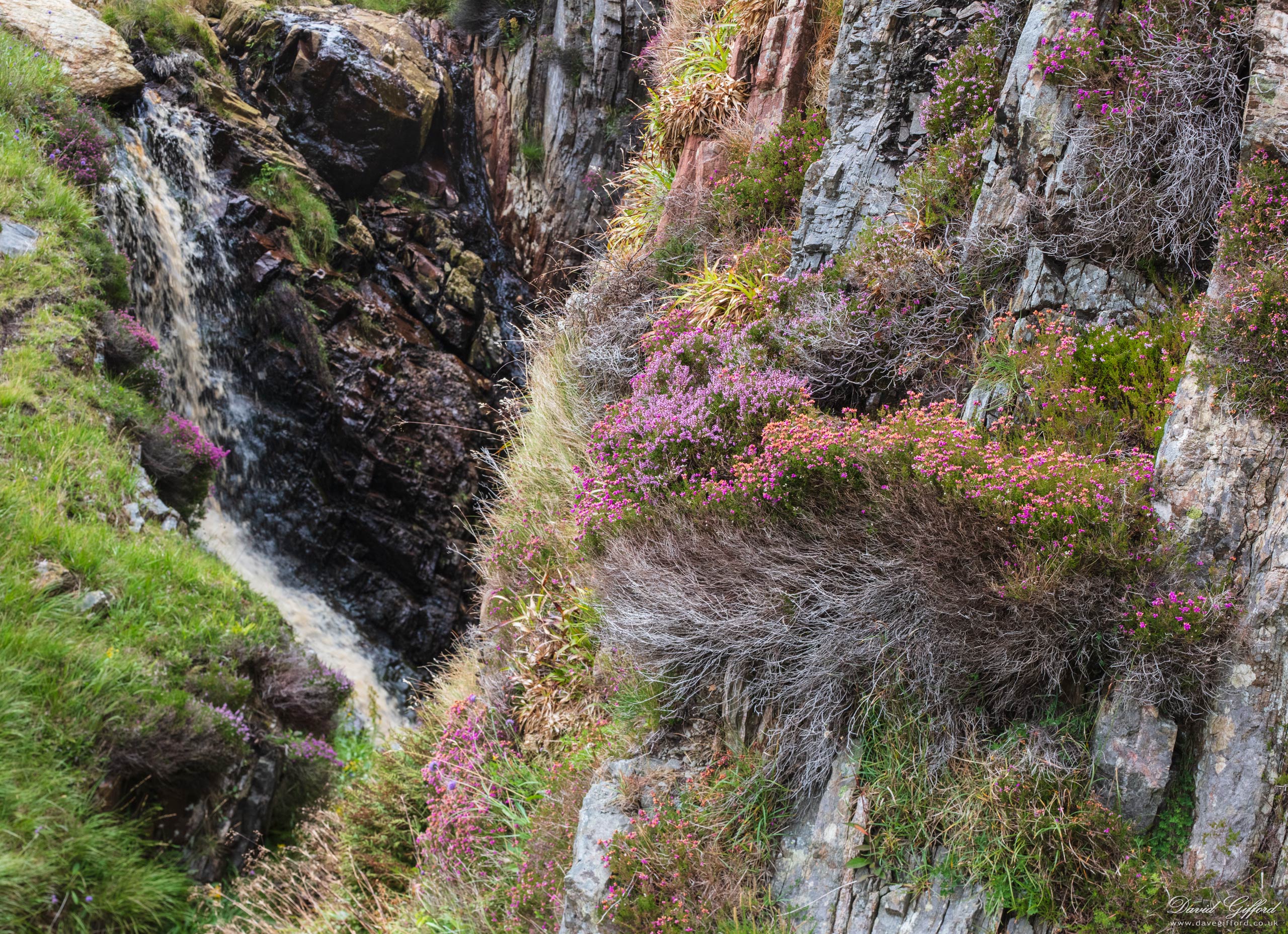 Photo: Late Summer Heather