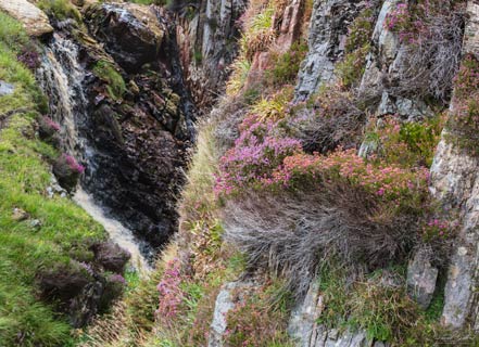 Late Summer Heather