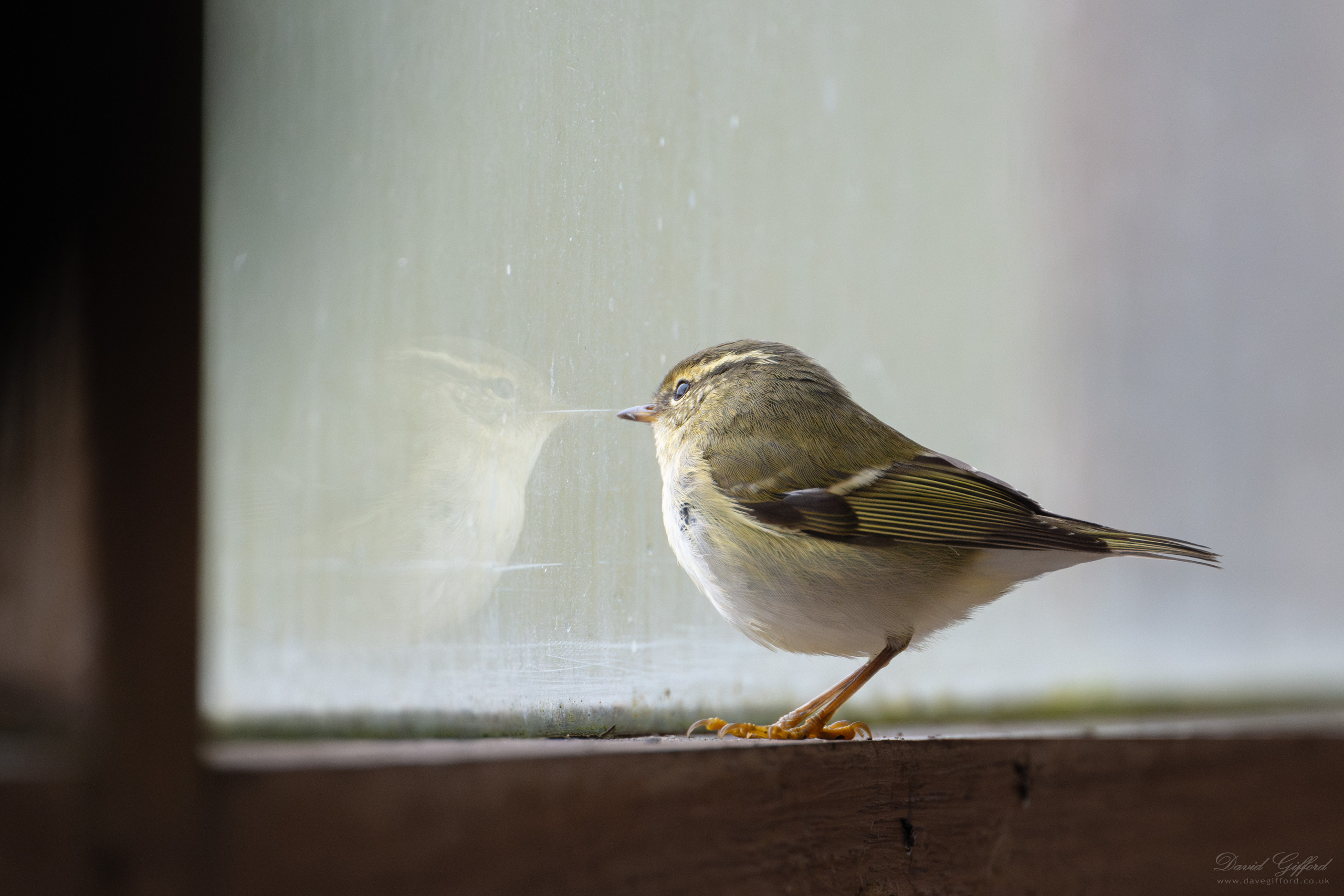 Photo: Lost Yellow-browed Warbler