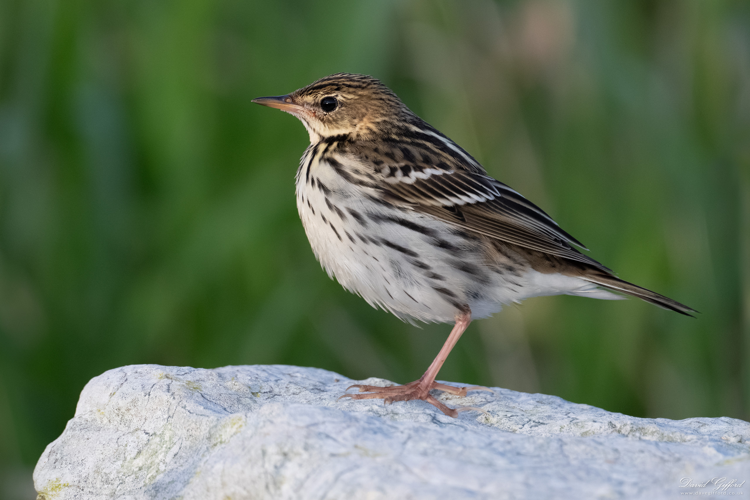 Photo: Pechora Pipit