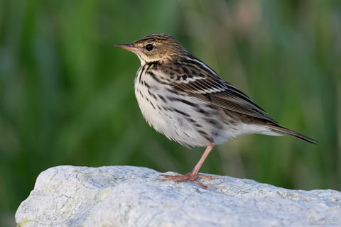 Pechora Pipit