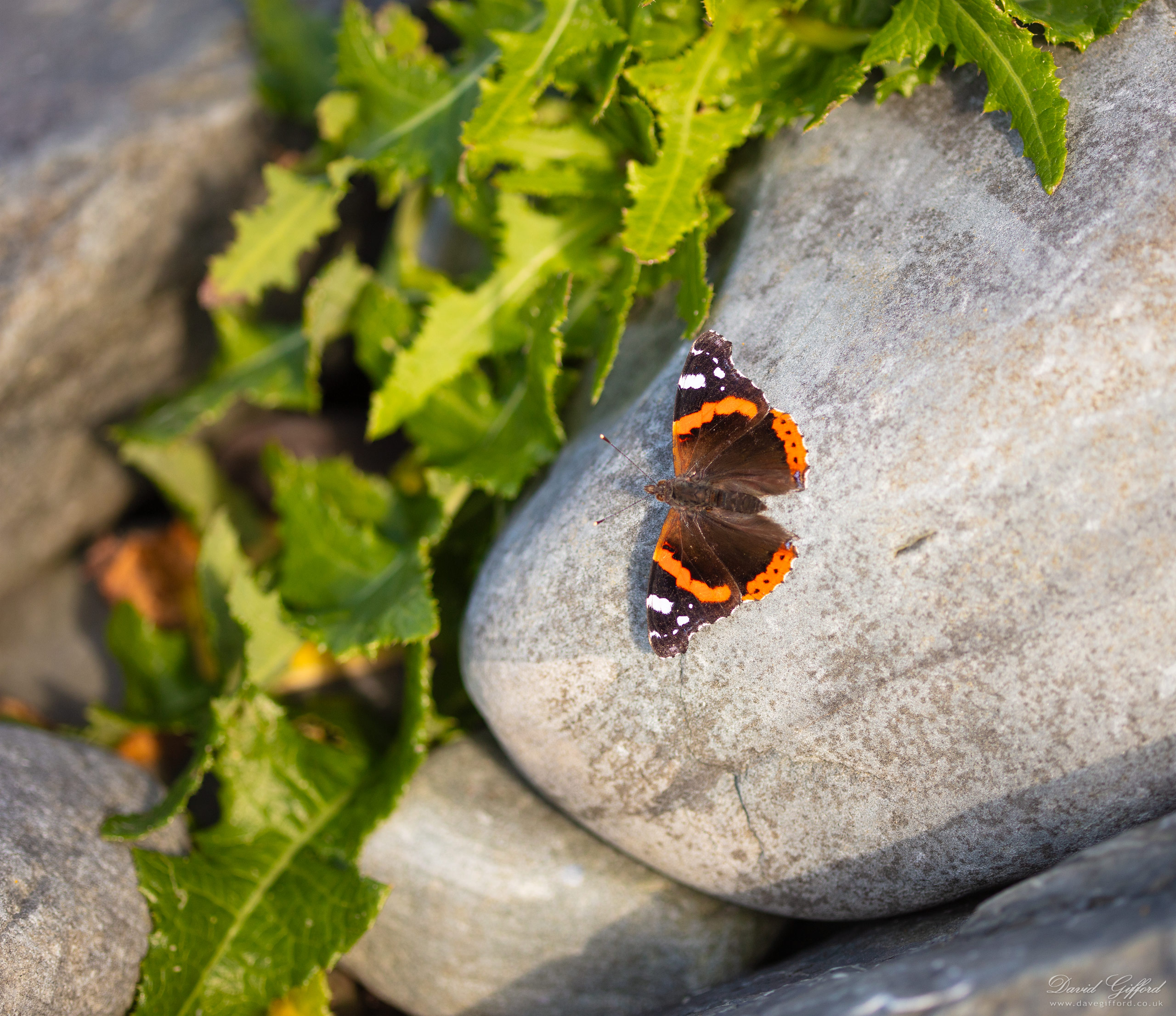 Photo: Red Admiral