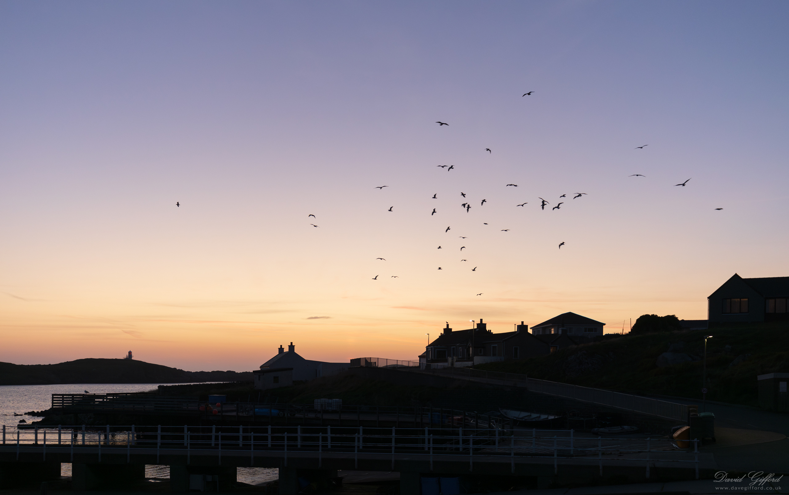 Photo: Seagull Silhouettes