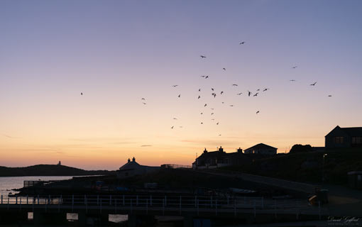 Seagull Silhouettes