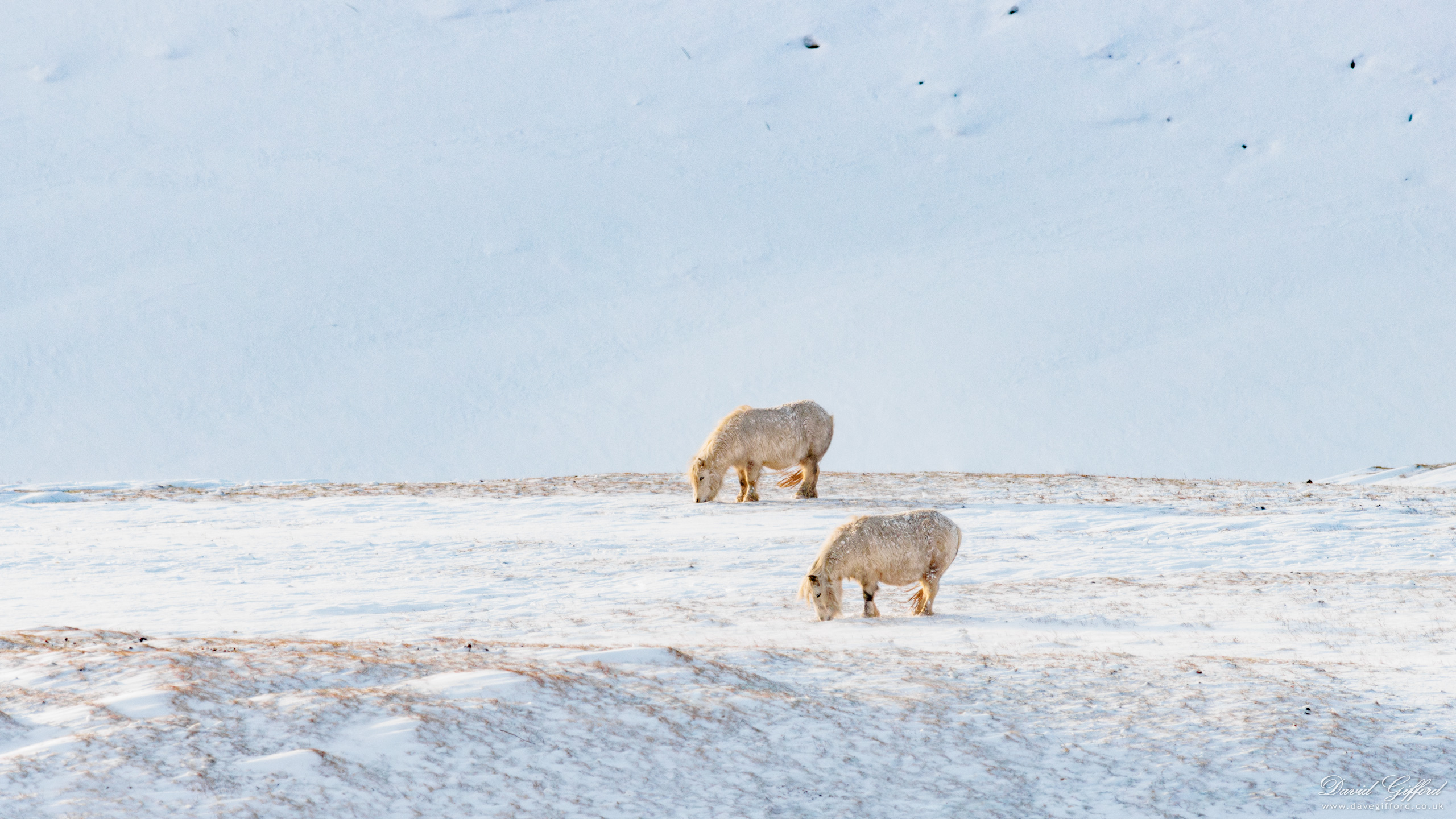 Photo: Snow Grazing