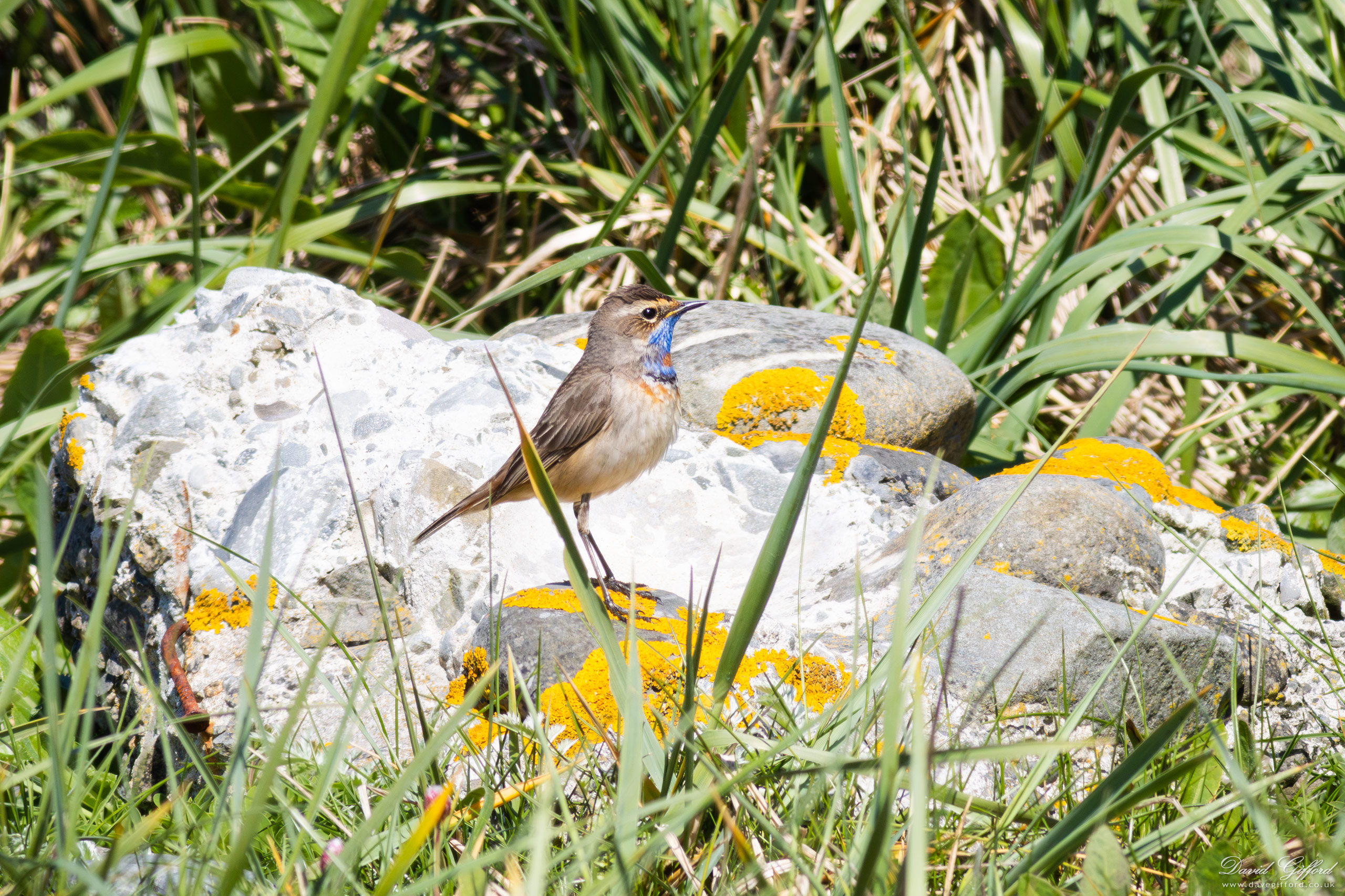 Photo: Spring Bluethroat