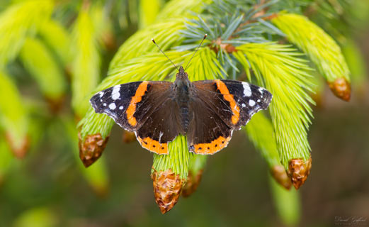 Spruced-up Red Admiral