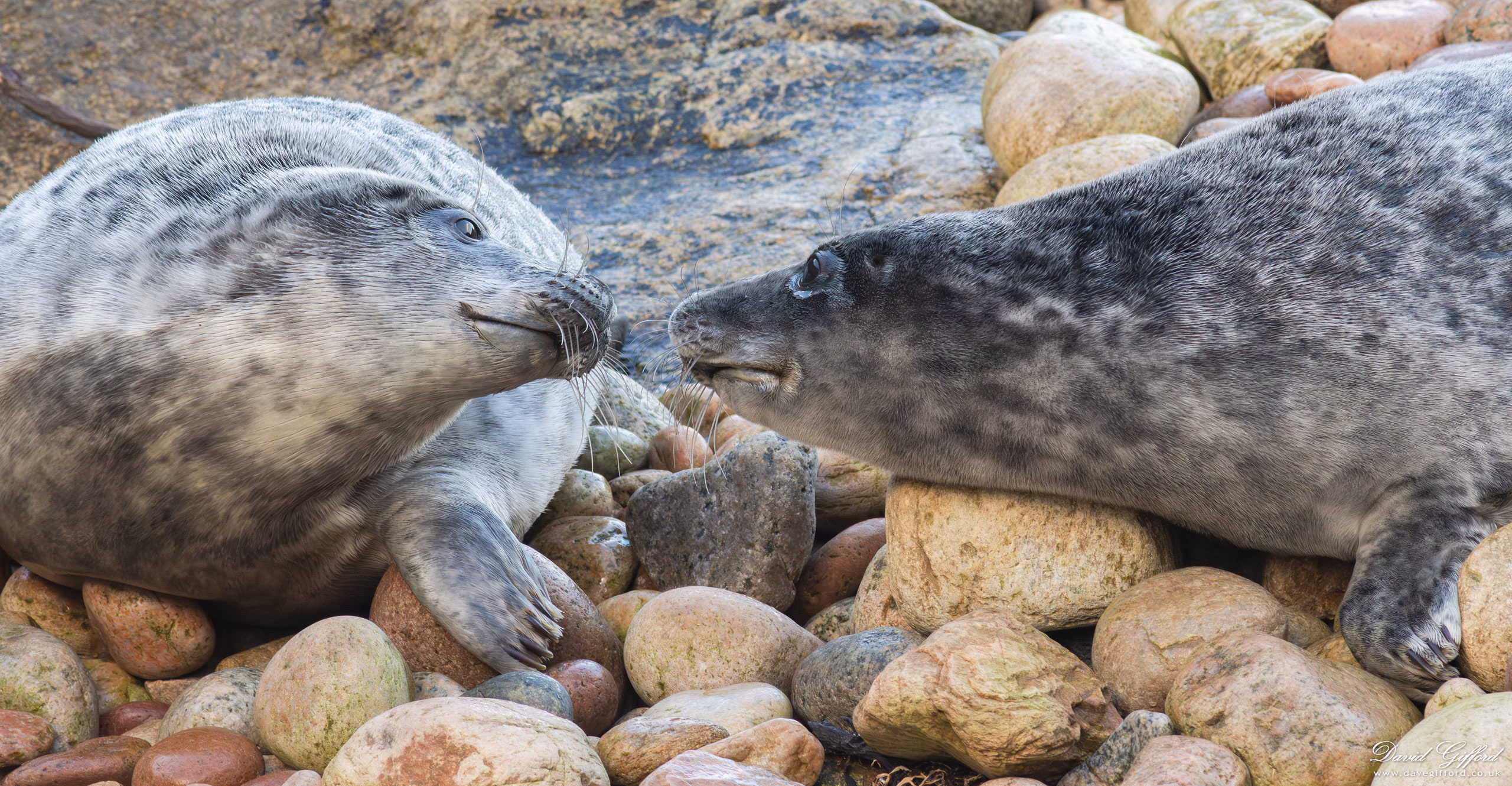 Photo: Sub-adult Grey Seals