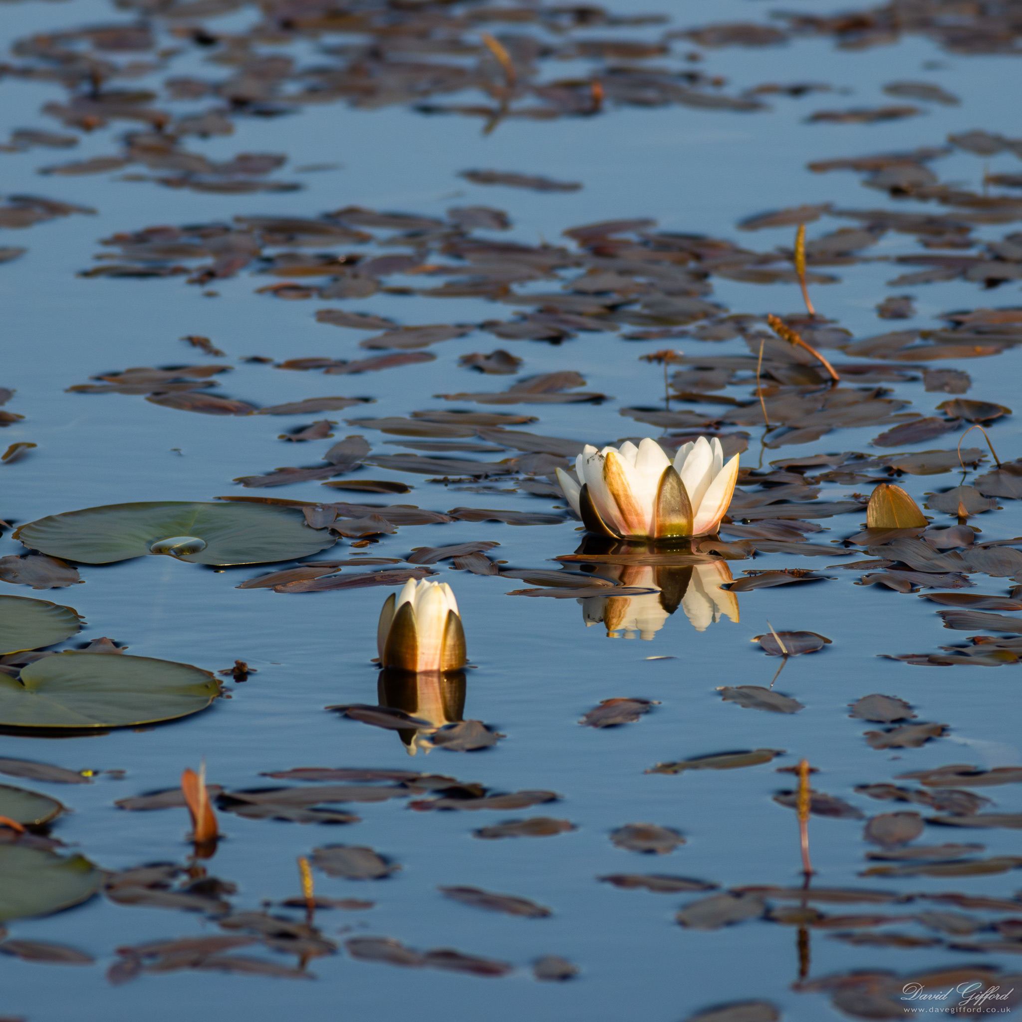 Photo: Water Lily Loch