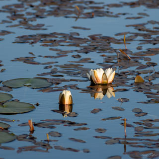 Water Lily Loch